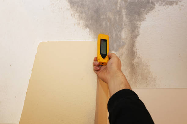 Best Commercial Mold Inspection  in Sarand, AL